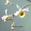 Dendrobium crystallinum (2)